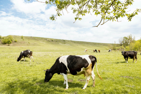 Cognitys vous conseille et vous accompagne dans vos projets agricoles en Normandie
